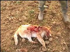 Cane ucciso dai soldati norvegesi in Kosovo