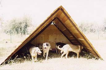 Il riparo pieno di ospiti