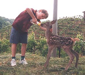 La piccola cerbiatta