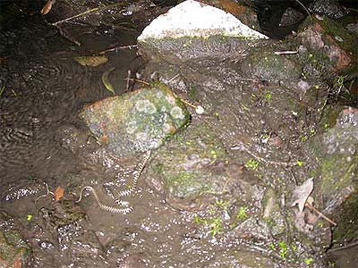 Salvataggio pesci 09/10/04