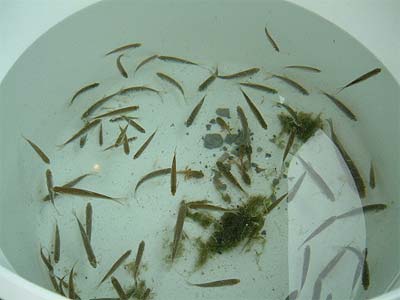 Salvataggio pesci 09/10/04