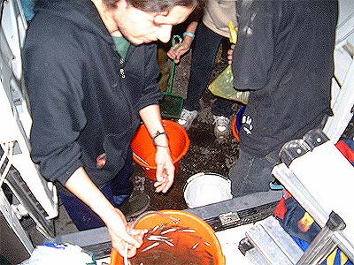 Salvataggio pesci 09/10/04