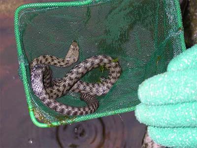 Salvataggio pesci 09/10/04