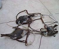 strage di uccelli a Ponza