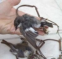 strage di uccelli a Ponza